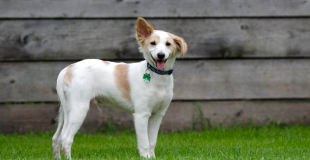 Créer une pension pour chiens ou chats : réglementation et obligations