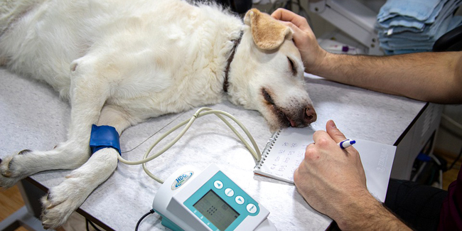 Assurance RC Pro Vétérinaire : comment choisir ? Quel coût ?
