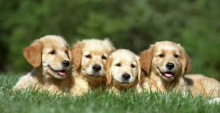 Créer un élevage de chat ou chien : formalités, réglementation, statut, conseils