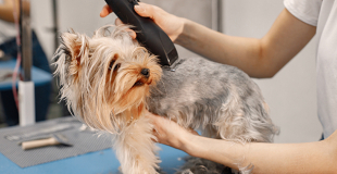 Ouvrir un salon de toilettage chien / chat : procédure, réglementation, étapes pour réussir