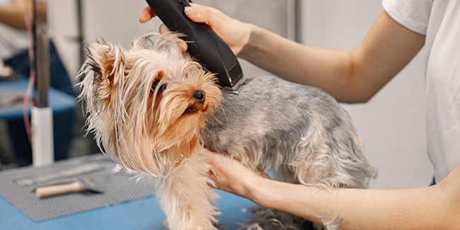Ouvrir Un Salon De Toilettage Chien Chat Procedure Reglementation Etapes Pour Reussir