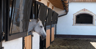 Ouvrir un centre équestre : procédure, réglementation, étapes pour réussir