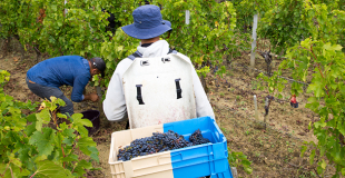 Travailleurs saisonniers : comment pallier la pénurie de main d'oeuvre ?