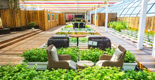 Jardin partagé en entreprise : explications ! 