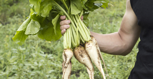 Devenir maraîcher Bio : procédure, réglementation, étapes pour réussir